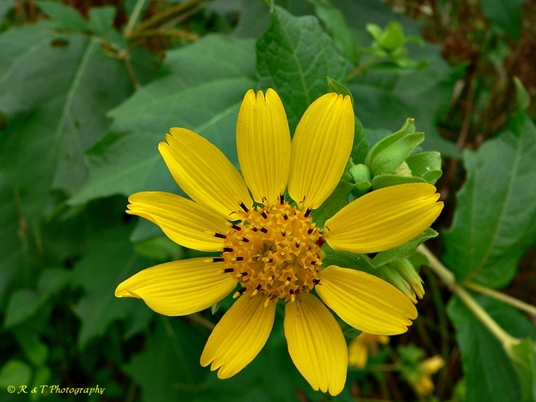{Smallanthus uvedalia}
